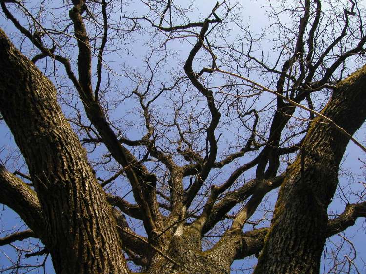 Baum und Himmel (Bitte hier klicken um dieses Bild in seiner vollen Größe zu betrachten)