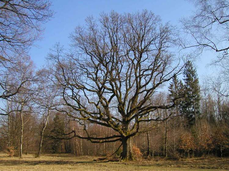 Baum im Wald (Bitte hier klicken um dieses Bild in seiner vollen Größe zu betrachten)