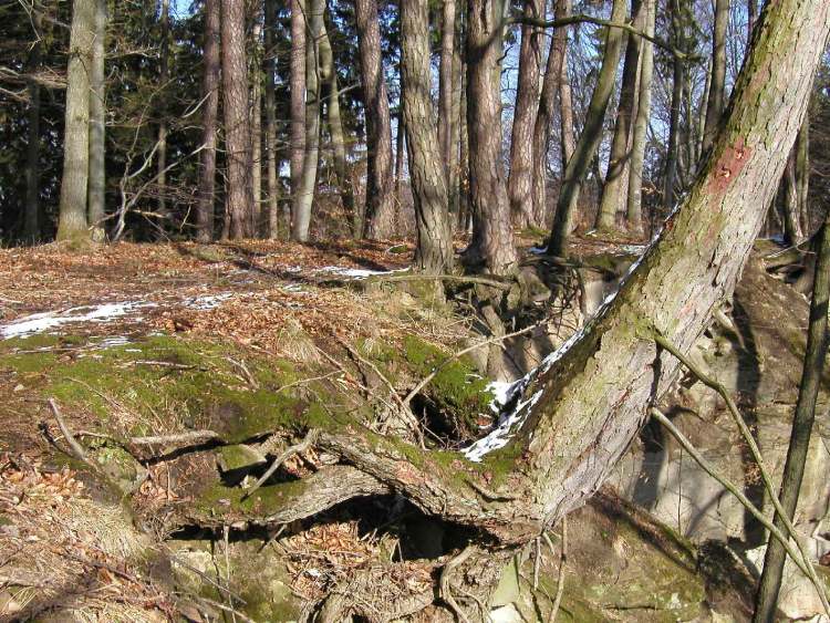 Wurzelbaum im Wald (Bitte hier klicken um dieses Bild in seiner vollen Größe zu betrachten)
