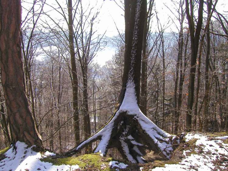 Baum am Abgrund (Bitte hier klicken um dieses Bild in seiner vollen Größe zu betrachten)