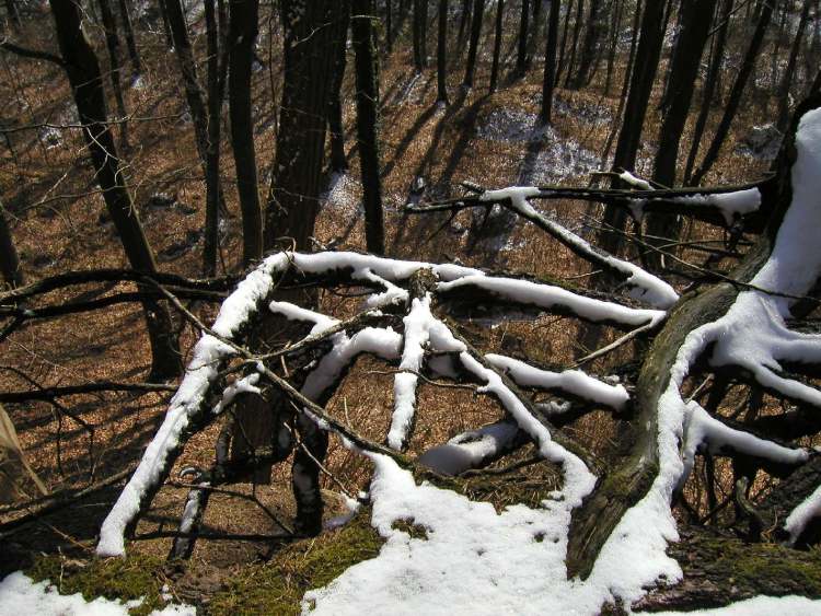 der Märchenwald - die Ansicht im Winter (Bitte hier klicken um dieses Bild in seiner vollen Größe zu betrachten)