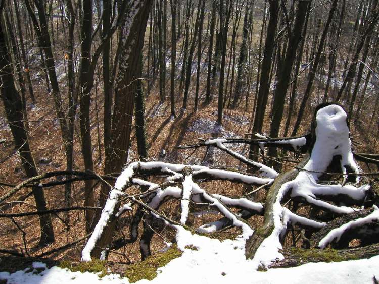 Wald im Winter vom Abhang oben (Bitte hier klicken um dieses Bild in seiner vollen Größe zu betrachten)