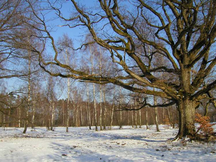 dieser Baum ist so groß dass er nur zur Hälfte auf das Foto ging (Bitte hier klicken um dieses Bild in seiner vollen Größe zu betrachten)