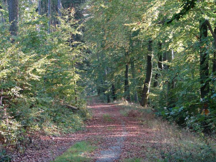 ein netter Waldweg (Bitte hier klicken um dieses Bild in seiner vollen Größe zu betrachten)