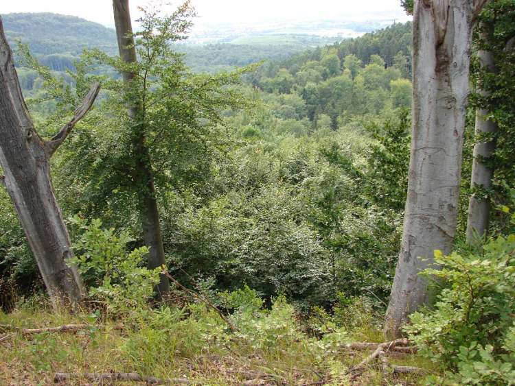 Wald wohin man schaut (Bitte hier klicken um dieses Bild in seiner vollen Größe zu betrachten)