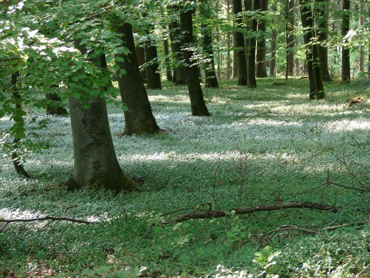 der begrünte Waldboden (Bitte hier klicken um dieses Bild in seiner vollen Größe zu betrachten)