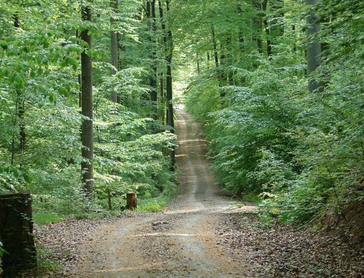 Weg durch den Wald (Bitte hier klicken um dieses Bild in seiner vollen Größe zu betrachten)