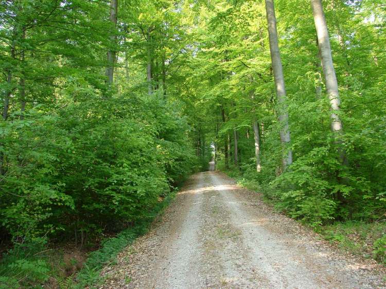 kerzengerader Waldweg (Bitte hier klicken um dieses Bild in seiner vollen Größe zu betrachten)