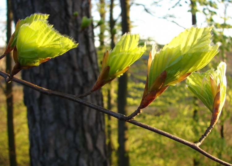 es grünt im Wald (Bitte hier klicken um dieses Bild in seiner vollen Größe zu betrachten)