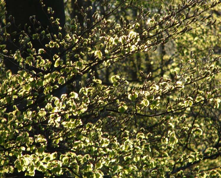 Blätter im Wald (Bitte hier klicken um dieses Bild in seiner vollen Größe zu betrachten)