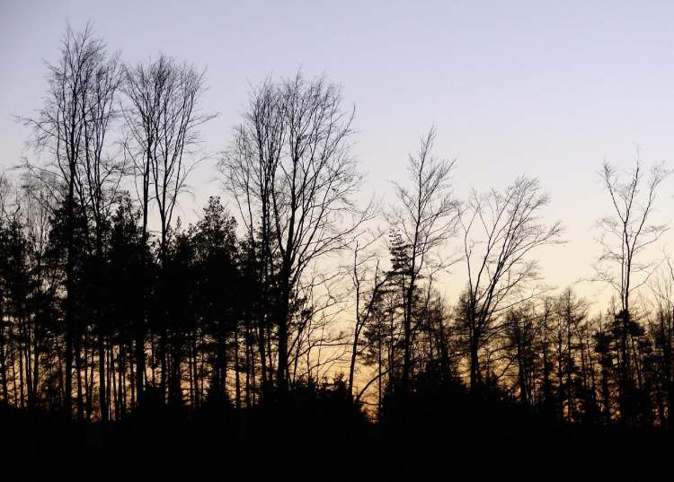 tief im dunklen Wald (Bitte hier klicken um dieses Bild in seiner vollen Größe zu betrachten)