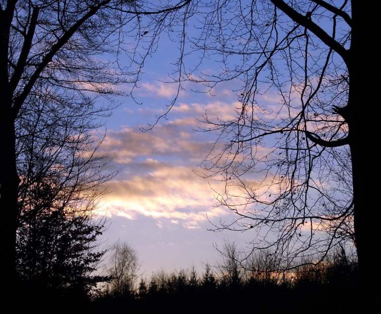 Waldstimmung am Abend (Bitte hier klicken um dieses Bild in seiner vollen Größe zu betrachten)