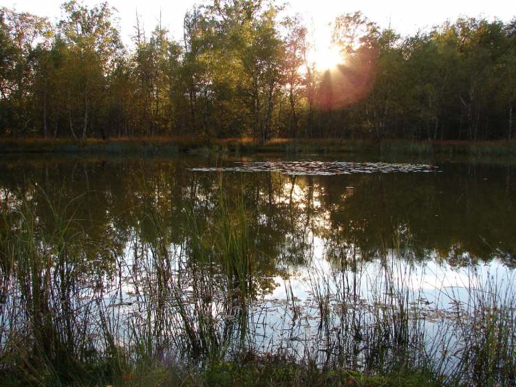 Waldsee (Bitte hier klicken um dieses Bild in seiner vollen Größe zu betrachten)