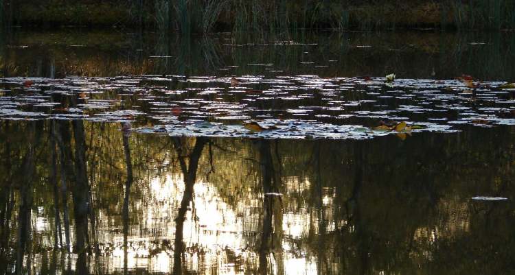 Seerosenblätter im Waldsee (Bitte hier klicken um dieses Bild in seiner vollen Größe zu betrachten)