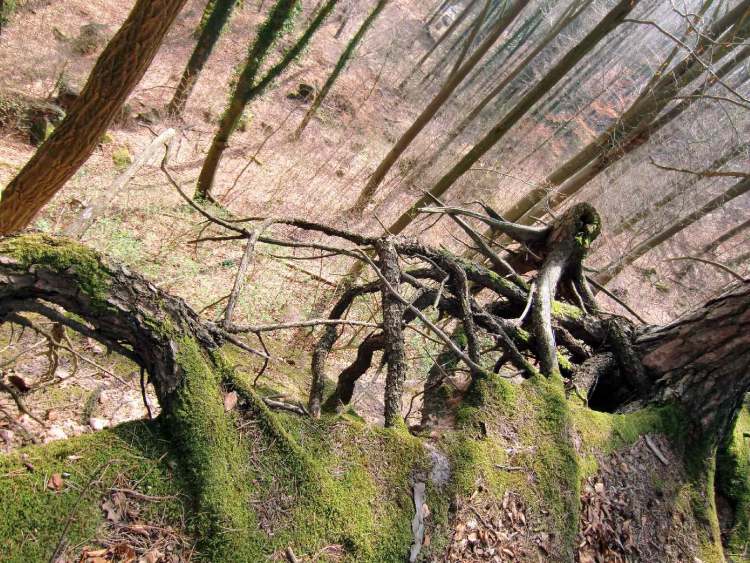 bemooste Wurzeln über dem Abgrund (Bitte hier klicken um dieses Bild in seiner vollen Größe zu betrachten)