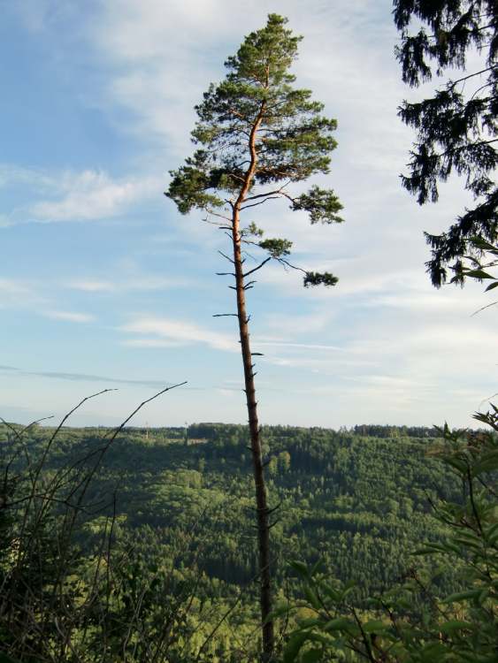 eine Kiefer thront über dem Wald (Bitte hier klicken um dieses Bild in seiner vollen Größe zu betrachten)