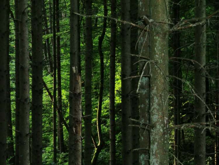 Leuchtendes Grün im Wald (Bitte hier klicken um dieses Bild in seiner vollen Größe zu betrachten)