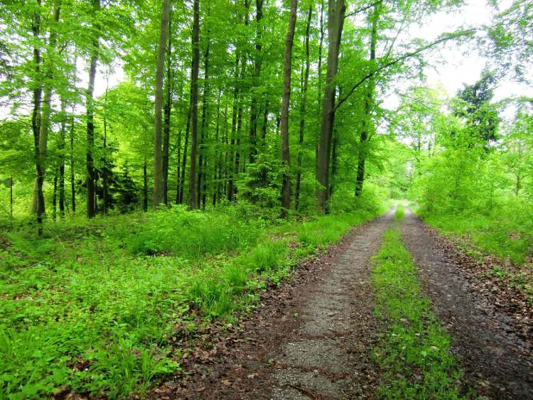 Wanderweg durch den Wald (Bitte hier klicken um dieses Bild in seiner vollen Größe zu betrachten)