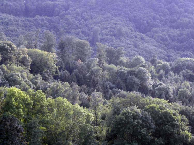 bewaldeter Berghang nähe Waldenburg (Bitte hier klicken um dieses Bild in seiner vollen Größe zu betrachten)