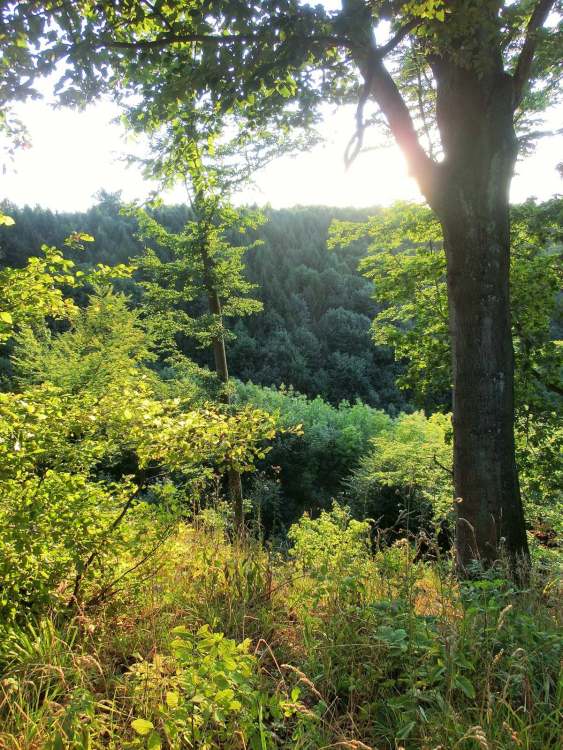 Wald (Bitte hier klicken um dieses Bild in seiner vollen Größe zu betrachten)