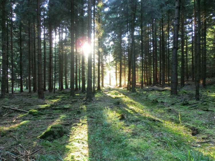 Schatten und Licht im Wald (Bitte hier klicken um dieses Bild in seiner vollen Größe zu betrachten)