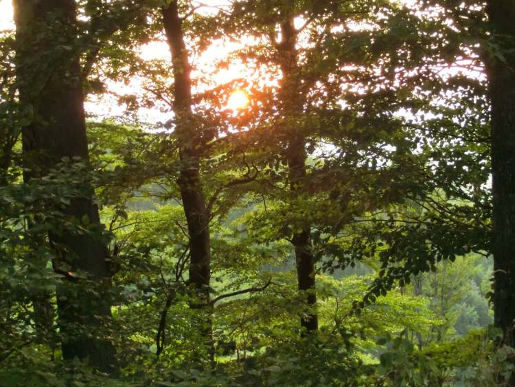 Abendsonne im Wald (Bitte hier klicken um dieses Bild in seiner vollen Größe zu betrachten)