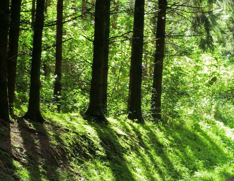 Wald und Schatten (Bitte hier klicken um dieses Bild in seiner vollen Größe zu betrachten)