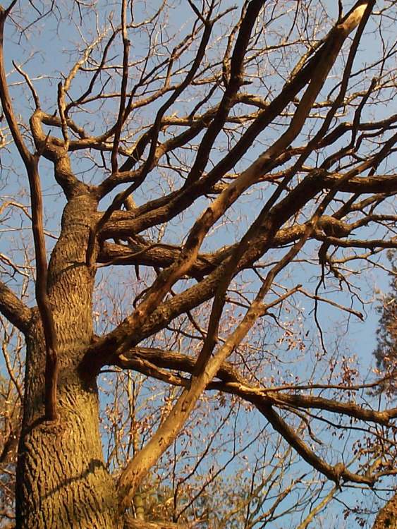 Baum im Abendlicht (Bitte hier klicken um dieses Bild in seiner vollen Größe zu betrachten)