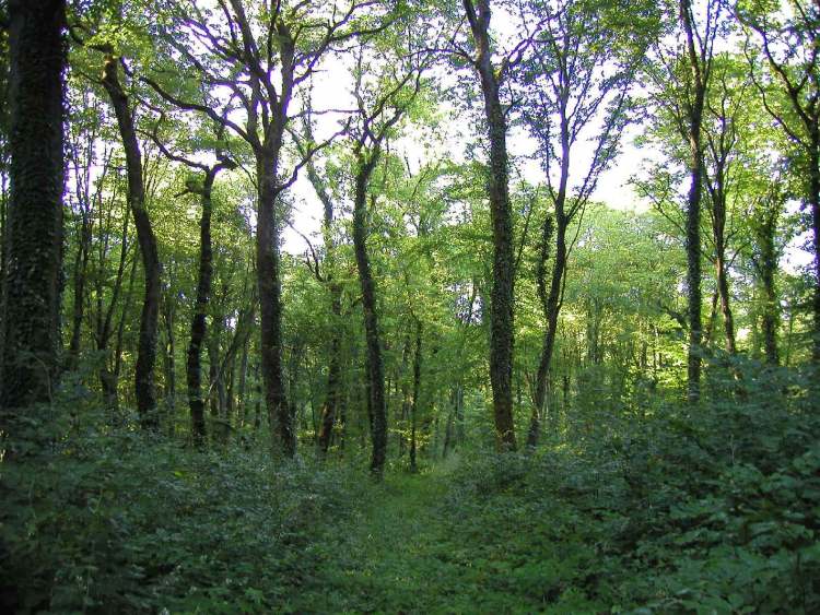 dichter Wald bei Metz in Frankreich (Bitte hier klicken um dieses Bild in seiner vollen Größe zu betrachten)