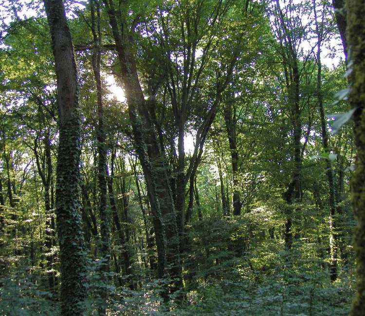 Wald bei Metz in Frankreich (Bitte hier klicken um dieses Bild in seiner vollen Größe zu betrachten)