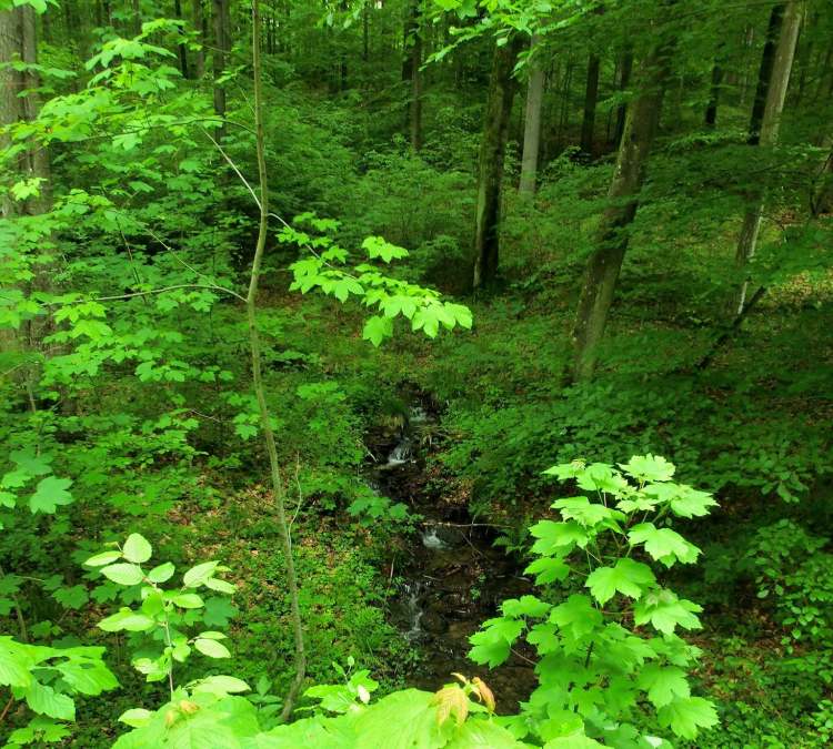 Waldbach (Bitte hier klicken um dieses Bild in seiner vollen Größe zu betrachten)