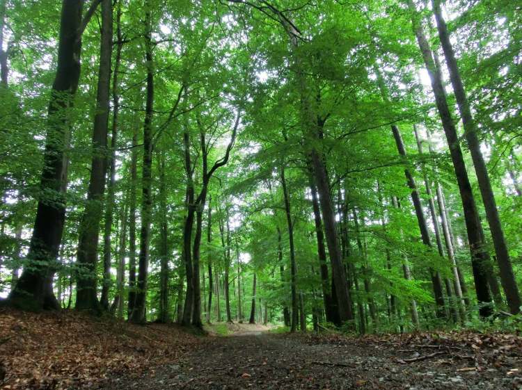 Waldbild (Bitte hier klicken um dieses Bild in seiner vollen Größe zu betrachten)