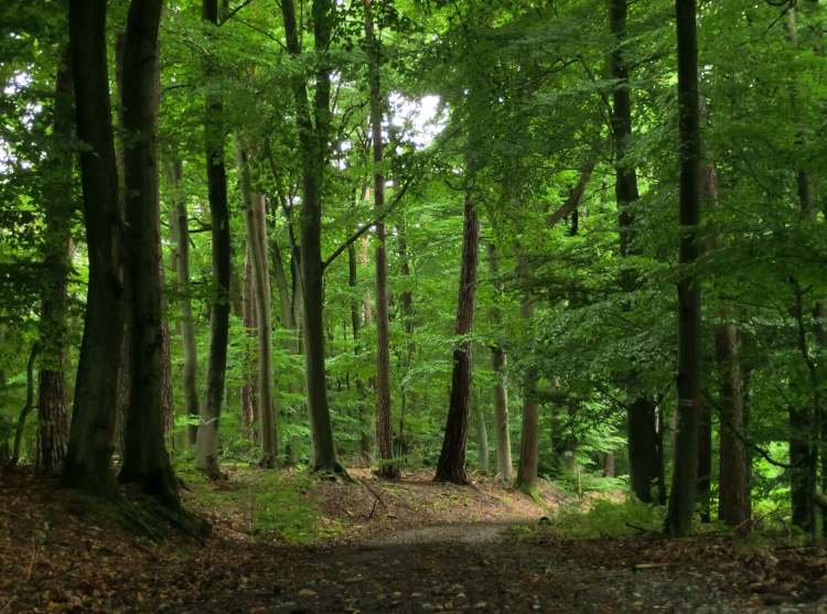 der grüne Wald (Bitte hier klicken um dieses Bild in seiner vollen Größe zu betrachten)