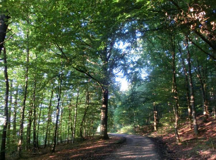 ein Weg im Wald (Bitte hier klicken um dieses Bild in seiner vollen Größe zu betrachten)