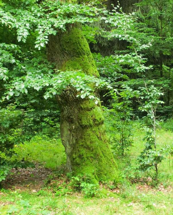 Bemoster Baum (Bitte hier klicken um dieses Bild in seiner vollen Größe zu betrachten)