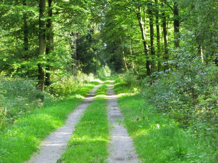 Gerader Waldweg (Bitte hier klicken um dieses Bild in seiner vollen Größe zu betrachten)