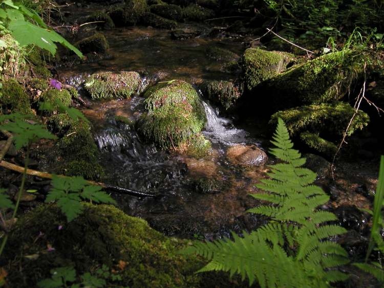 Waldbach mit Farn (Bitte hier klicken um dieses Bild in seiner vollen Größe zu betrachten)