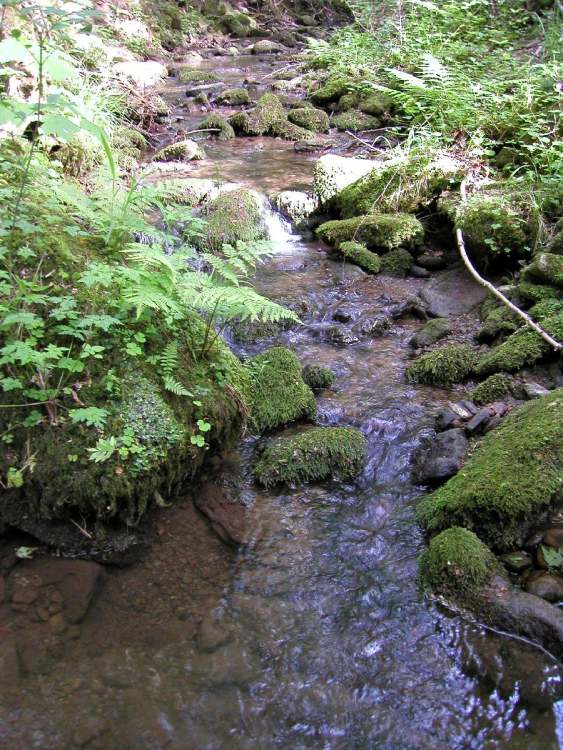 Waldbach mit bemoosten Steinen (Bitte hier klicken um dieses Bild in seiner vollen Größe zu betrachten)