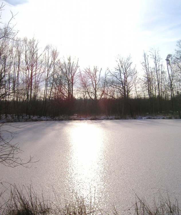 vereister See im Naturschutzgebiet bei Obersteinbach im Winter (Bitte hier klicken um dieses Bild in seiner vollen Größe zu betrachten)