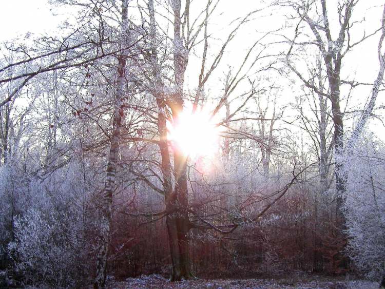 Winterwald im Raureif (Bitte hier klicken um dieses Bild in seiner vollen Größe zu betrachten)