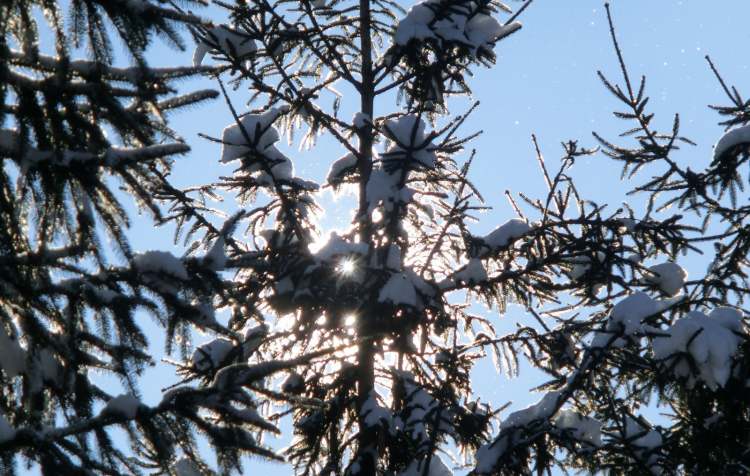 Schnee auf Tannen (Bitte hier klicken um dieses Bild in seiner vollen Größe zu betrachten)