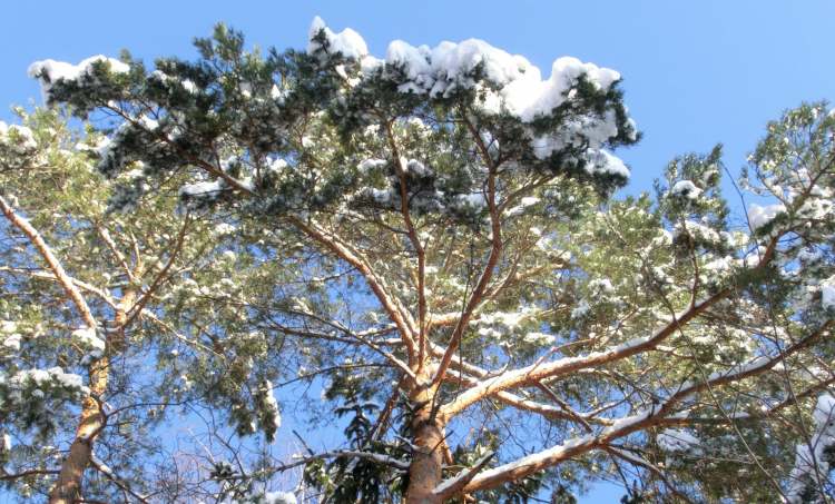 Schnee und Zweige (Bitte hier klicken um dieses Bild in seiner vollen Größe zu betrachten)