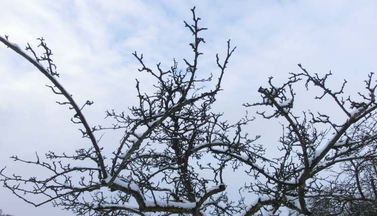 Schnee auf Apfelbaumzweigen (Bitte hier klicken um dieses Bild in seiner vollen Größe zu betrachten)