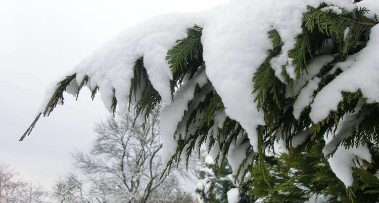 Schnee auf Zweigen (Bitte hier klicken um dieses Bild in seiner vollen Größe zu betrachten)