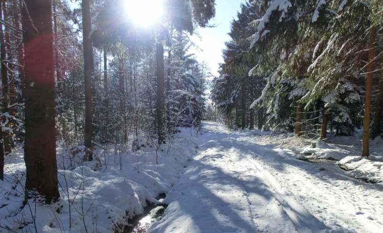 auf dem Schneewaldweg (Bitte hier klicken um dieses Bild in seiner vollen Größe zu betrachten)