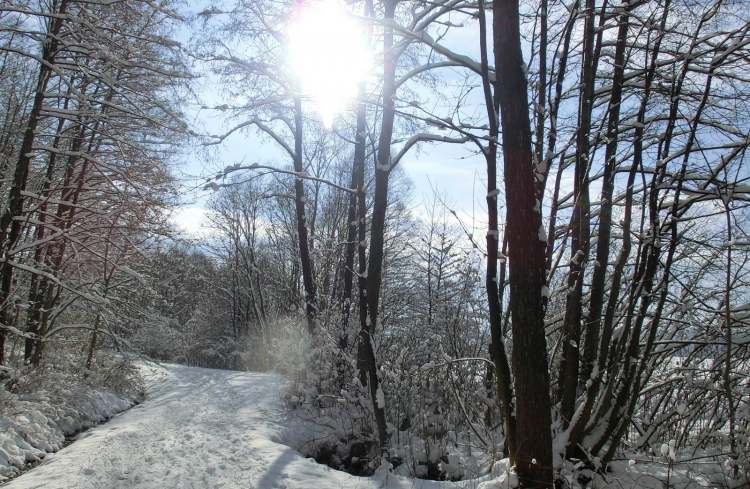 Schneewaldweg (Bitte hier klicken um dieses Bild in seiner vollen Größe zu betrachten)