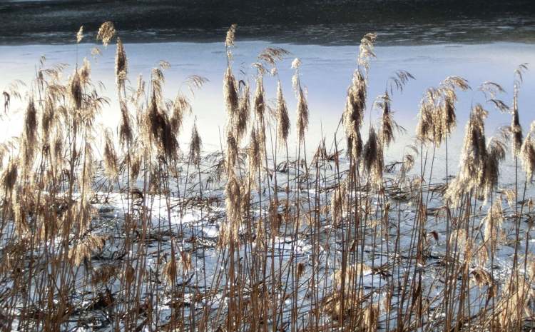 Stausee Gnadental Schilf im Winter (Bitte hier klicken um dieses Bild in seiner vollen Größe zu betrachten)