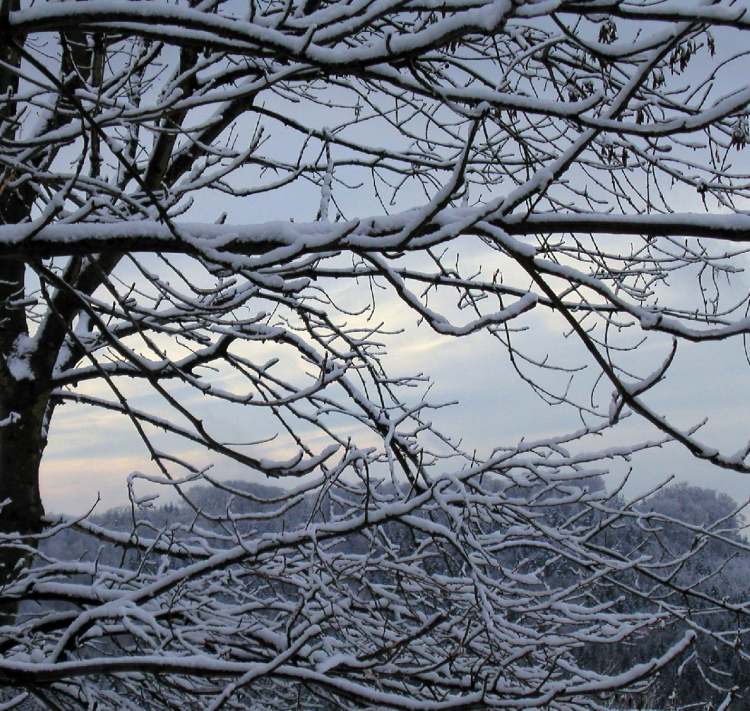 Winter Äste mit Schnee (Bitte hier klicken um dieses Bild in seiner vollen Größe zu betrachten)