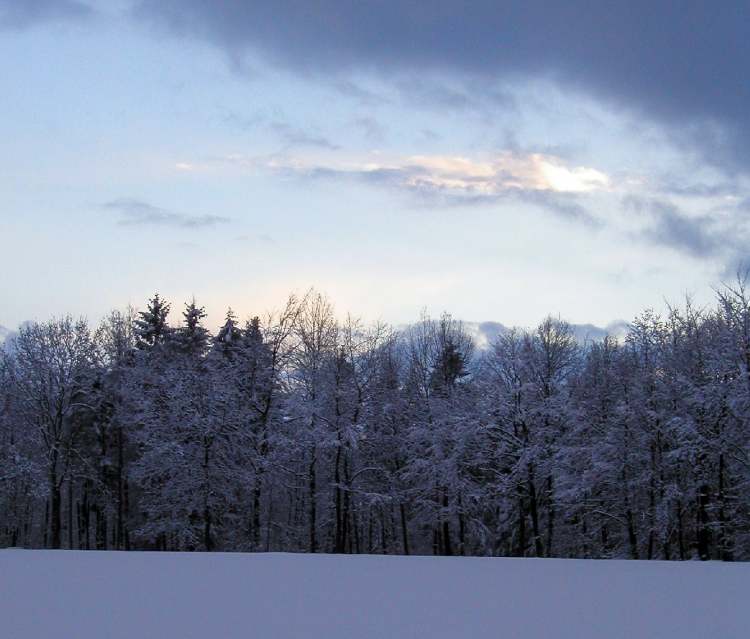 Winter Waldrand (Bitte hier klicken um dieses Bild in seiner vollen Größe zu betrachten)