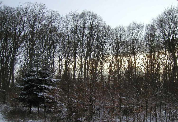 Winterlicher Wald (Bitte hier klicken um dieses Bild in seiner vollen Größe zu betrachten)